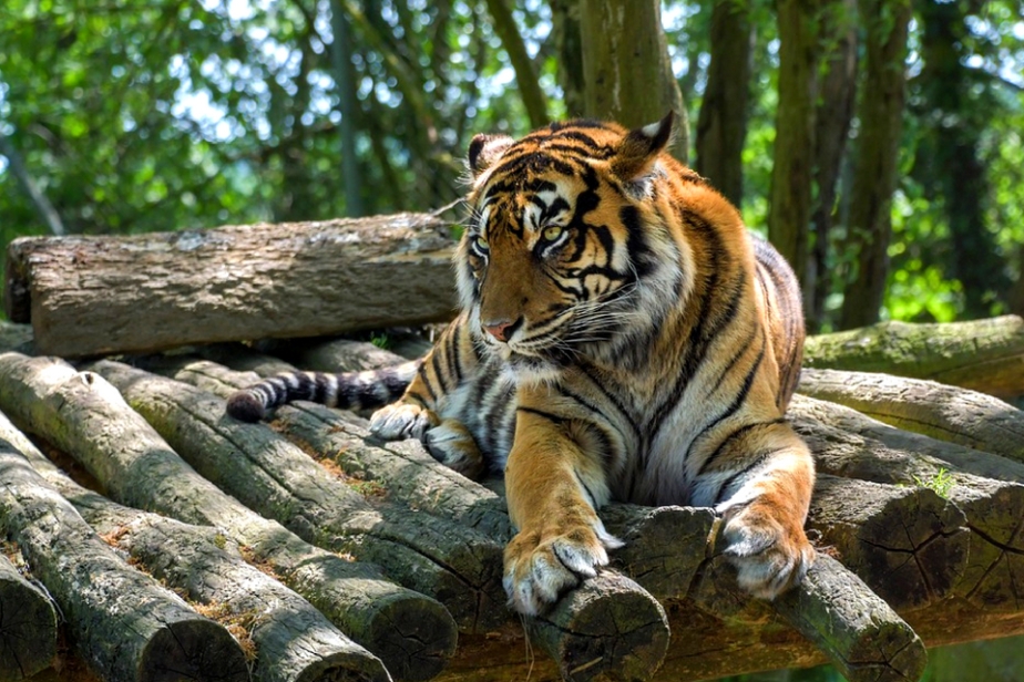 Protecting Sumatra’s Wildlife | Tigers Preservation Station